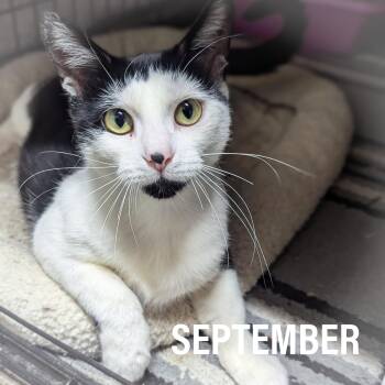 Rescue Domestic Short Hair and Tuxedo Cats for Adoption in Griffith, Indiana - SEPTEMBER | PetCurious