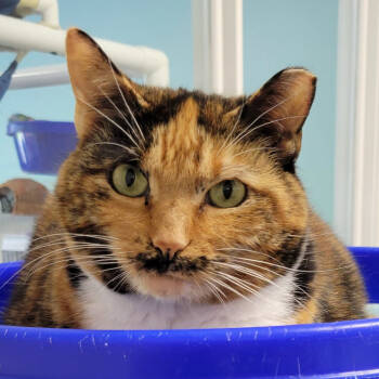 Rescue Domestic Short Hair Cats for Adoption in North Branford, Connecticut - 19-169 Sienna | PetCurious