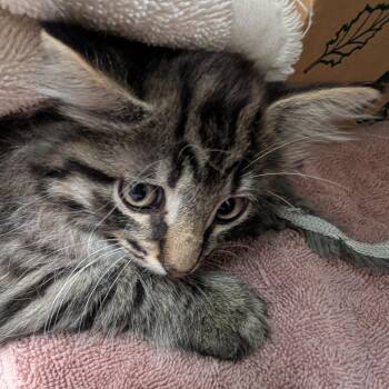 Chi -  Domestic Long Hair Cat for Adoption in Sonoma, California - Chi | PetCurious