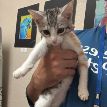 Domestic Short Hair Cats Available for Adoption in Chino Hills, California - Artemis - Chino Hills Location | PetCurious