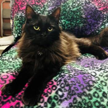 Cecil -  Domestic Long Hair Cat for Adoption in Monticello, Illinois - Cecil | PetCurious
