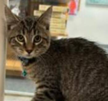 That -  Domestic Short Hair Cat for Adoption in Seattle, Washington - That | PetCurious