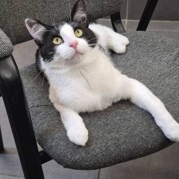 Benson -  Domestic Short Hair Cat for Adoption in Richmond, Kentucky - Benson | PetCurious