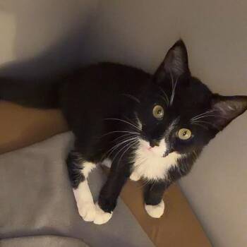 Splish -  Domestic Short Hair Cat for Adoption in Puslinch, Ontario - Splish | PetCurious