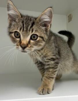 Taco -  Domestic Short Hair Cat for Adoption in Hartsville, South Carolina - Taco | PetCurious