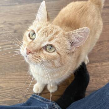 Marigold -  Domestic Short Hair Cat for Adoption in Garden City, Michigan - Marigold | PetCurious