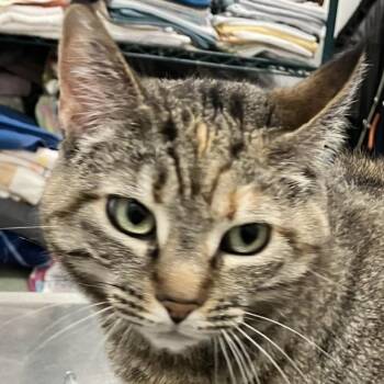 Domestic Short Hair Cats Available for Adoption in Las Cruces, New Mexico - Ria | PetCurious