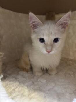 Louise 793-26 -  Domestic Short Hair Cat for Adoption in Cumming, Georgia - Louise 793-26 | PetCurious
