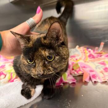 Roxie -  Domestic Short Hair Cat for Adoption in Buffalo, New York - Roxie | PetCurious
