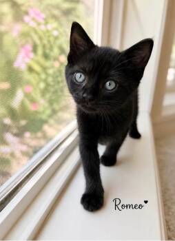 Romeo -  Domestic Short Hair Cat for Adoption in Vancouver, Washington - Romeo | PetCurious