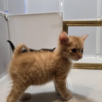 Domestic Medium Hair Cats Available for Adoption in Quinton, Alabama - Toasted Cheddar | PetCurious