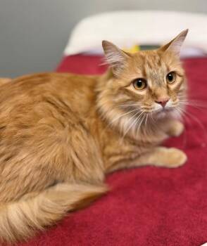 SHRIMP -  Domestic Short Hair Cat Available for Adoption in Leesburg, Virginia - SHRIMP | PetCurious
