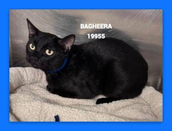 BAGHEERA -  Domestic Short Hair Cat for Adoption in Marietta, Georgia - BAGHEERA | PetCurious