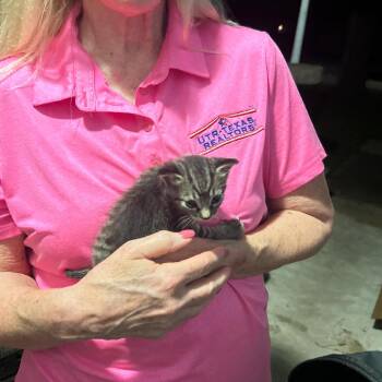 Aria -  Domestic Medium Hair Cat for Adoption in Bentonville, Arkansas - Aria | PetCurious