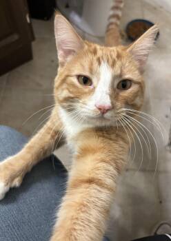 Smokey -  American Shorthair and Domestic Short Hair Cat Available for Adoption in Moreno Valley, California - Smokey | PetCurious