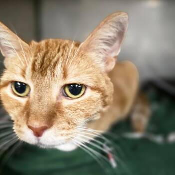 Lorenzo -  Domestic Short Hair and Mixed Breed Cat for Adoption in Waldorf, Maryland - Lorenzo | PetCurious