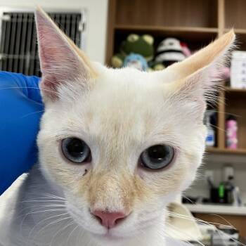 Juby -  Domestic Short Hair Cat for Adoption in Las Cruces, New Mexico - Juby | PetCurious