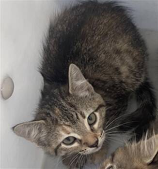 Domestic Short Hair Cats Available for Adoption in Dallas, Texas - FLOWER | PetCurious
