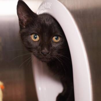 Jackie Rome -  Domestic Short Hair Cat for Adoption in Seattle, Washington - Jackie Rome | PetCurious