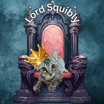 Rescue Domestic Short Hair Cats for Adoption in Aransas Pass, Texas - Lord Squibly | PetCurious