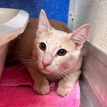 Domestic Short Hair Cats Available for Adoption in Lynchburg, Virginia - Peaches | PetCurious