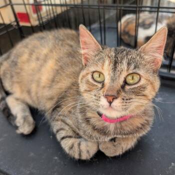 Domestic Short Hair Cats Available for Adoption in Madison, Wisconsin - Queen Bee | PetCurious