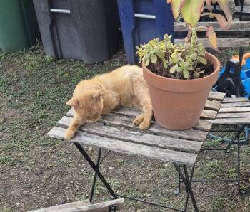 Domestic Short Hair Cats Available for Adoption in San Antonio, Texas - FOZZIE | PetCurious