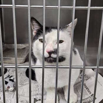 Mel Brooks -  Domestic Short Hair Cat for Adoption in Columbia, Missouri - Mel Brooks | PetCurious