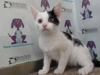 Domestic Short Hair Cats Available for Adoption - ORION | PetCurious