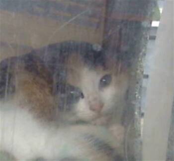 Domestic Long Hair Cats Available for Adoption in Dallas, Texas - MILA | PetCurious