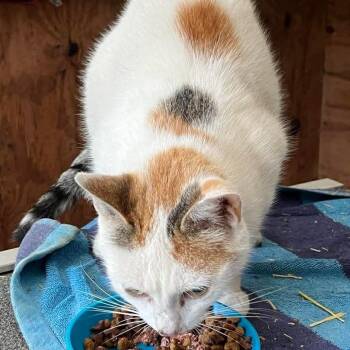 Ashley -  American Shorthair Cat Available for Adoption in Mount Vernon, Arkansas - Ashley | PetCurious