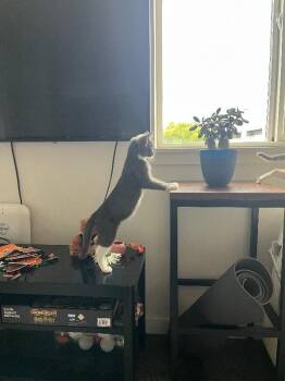 Candor -  Domestic Short Hair Cat for Adoption in Fort Collins, Colorado - Candor | PetCurious