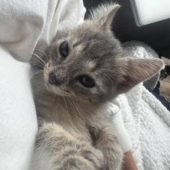 Harley -  Domestic Medium Hair Cat Available for Adoption - Harley | PetCurious