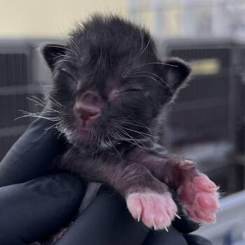 Domestic Short Hair Cats Available for Adoption in West Palm Beach, Florida - Inchworm | PetCurious