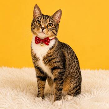 Kashi -  Domestic Short Hair Cat for Adoption in Binghamton, New York - Kashi | PetCurious