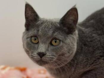 Rescue Domestic Short Hair Cats for Adoption in Portland, Oregon - Dodge | PetCurious