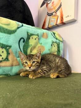 Sage -  Domestic Short Hair Cat for Adoption in Freeport, New York - Sage | PetCurious