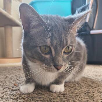 Domestic Short Hair Cats Available for Adoption in Rochester, Minnesota - Blizzard Is LOST 18 1/2 Ave NW Rochester MN | PetCurious