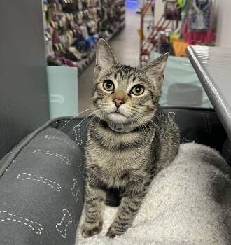 Miles -  Domestic Short Hair Cat for Adoption in Belchertown, Massachusetts - Miles | PetCurious