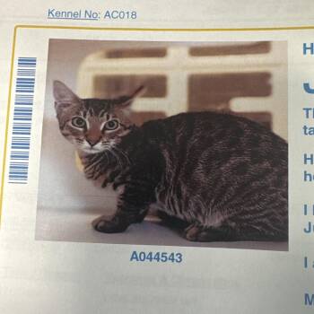 Jimmy -  Domestic Short Hair Cat for Adoption in Lake Jackson, Texas - Jimmy | PetCurious