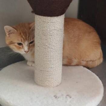 Domestic Short Hair Cats Available for Adoption in Atlanta, Georgia - Chancla | PetCurious