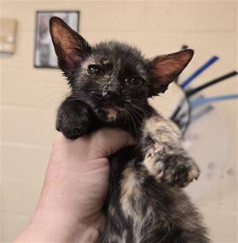 Rescue Domestic Short Hair Cats for Adoption in Aliquippa, Pennsylvania - SAMARA | PetCurious