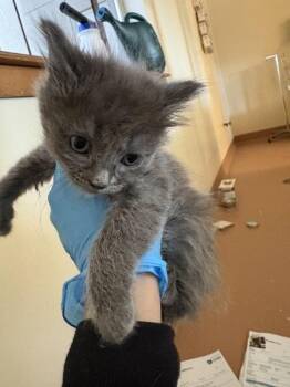 Domestic Long Hair Cats Available for Adoption in Kennewick, Washington - Yellow | PetCurious