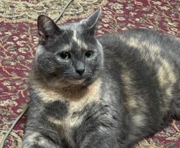 Rescue Domestic Short Hair Cats for Adoption in Ottawa, Ontario - Lucy | PetCurious