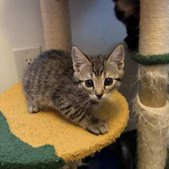 Rugby -  Domestic Short Hair Cat for Adoption in Spokane, Washington - Rugby | PetCurious