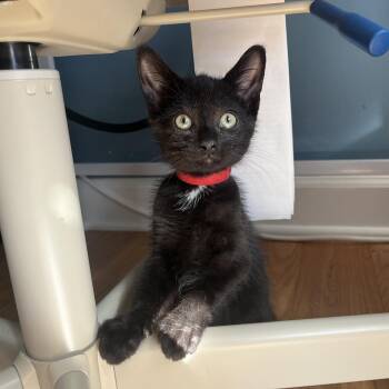 Rainstorm -  Domestic Short Hair Cat for Adoption in Evanston, Illinois - Rainstorm | PetCurious