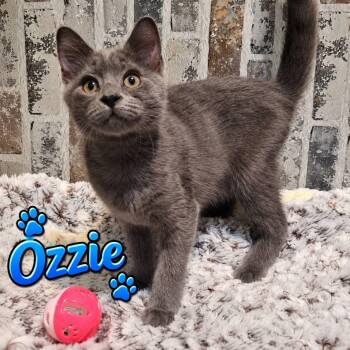 Ozzy -  Domestic Short Hair Cat for Adoption in San Tan Valley, Arizona - Ozzy | PetCurious