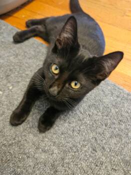 Rescue Domestic Short Hair Cats for Adoption in Murfreesboro, Tennessee - Bagheera | PetCurious
