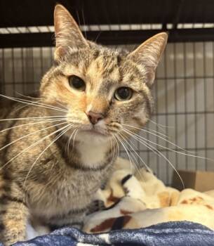 Rescue Domestic Short Hair Cats for Adoption in West Chester, Pennsylvania - Mysti | PetCurious