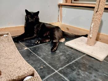 Georgie -  Domestic Short Hair and Bombay Cat for Adoption in Sapulpa, Oklahoma - Georgie | PetCurious